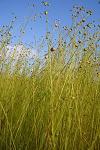 subventie, agricultura, Guvern, in, canepa, fibre, Agentia de Plati si Interventie pentru Agricultura subventie, agricultura, Guvern, in, canepa, fibre, Agentia de Plati si Interventie pentru Agricultura