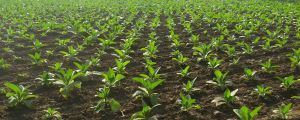 subventie, Agentia de Plati si Interventie pentru Agricultura, agricultura