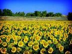 Fondul European Agricol pentru Dezvoltare Rurala, Agentia de Plati pentru Dezvoltare Rurala si Pescui, proiecte, finantare Fondul European Agricol pentru Dezvoltare Rurala, Agentia de Plati pentru Dezvoltare Rurala si Pescui, proiecte, finantare