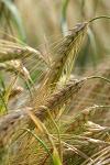 subventii, agricultura, Agentia de Plati si Interventie pentru Agricultura, Agentia de Plati pentru Dezvoltare Rurala si Pescuit, credite, fonduri structurale subventii, agricultura, Agentia de Plati si Interventie pentru Agricultura, Agentia de Plati pentru Dezvoltare Rurala si Pescuit, credite, fonduri structurale