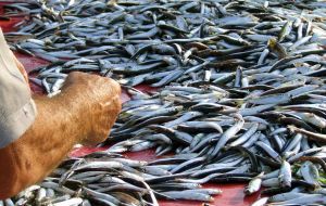 peste, finantare, POP peste, finantare, POP