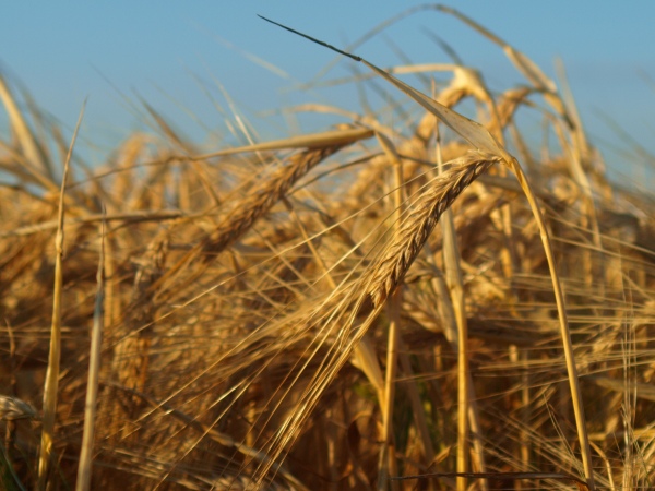 politica agricola comuna politica agricola comuna