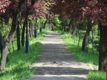 primarie, parc, Odobesti primarie, parc, Odobesti
