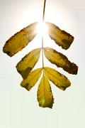subventie, energie solara, Agentia Fondului de Mediu subventie, energie solara, Agentia Fondului de Mediu