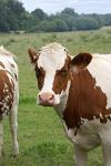 Agentia de Plati si Interventie pentru Agricultura, sector zootehnic, plati nationale directe complementare Agentia de Plati si Interventie pentru Agricultura, sector zootehnic, plati nationale directe complementare