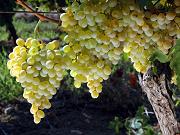 Investitii, reabilitare plantatii viticole, Mehedinti, fonduri europene Investitii, reabilitare plantatii viticole, Mehedinti, fonduri europene