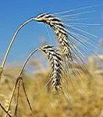 agricultura, fonduri europene, campanie, export, credit, asigurari