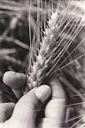 Braila, cereri, subventii, agricultura, APIA, beneficiari Braila, cereri, subventii, agricultura, APIA, beneficiari