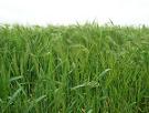 agricultura, PNDR, Bistrita-Nasaud agricultura, PNDR, Bistrita-Nasaud