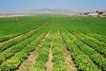 agricultori, garantare, credite, finantari, fonduri, conditii avantajoase agricultori, garantare, credite, finantari, fonduri, conditii avantajoase