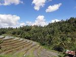 subventie europeana, agricultura, campanie agricola, APIA