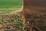 Agentia pentru Plati si Interventie in Agricultura, subventie, agricultura Agentia pentru Plati si Interventie in Agricultura, subventie, agricultura