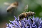 fondurile europene, Programul national de Dezvoltare Rurala, apicultura