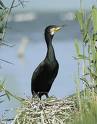 fonduri europene, pasari, exemplare, conservare fonduri europene, pasari, exemplare, conservare