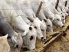 fonduri UE, abator, bovine, investitie, profit fonduri UE, abator, bovine, investitie, profit