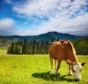 Mehedinti, ferme de subzistenta, fonduri europene, PNDR, fermieri Mehedinti, ferme de subzistenta, fonduri europene, PNDR, fermieri