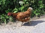 fonduri europene, ferme, avicole, investitii, norme europene, proiect fonduri europene, ferme, avicole, investitii, norme europene, proiect