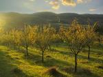 PNDR, agricultura, livada, fonduri UE, documente PNDR, agricultura, livada, fonduri UE, documente
