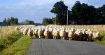 APIA, Mures, fermier, subventii europene, ovine, control, fals APIA, Mures, fermier, subventii europene, ovine, control, fals