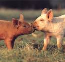 fonduri UE, finantare, ferma, porci, ecologie, standarde fonduri UE, finantare, ferma, porci, ecologie, standarde