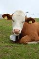 POS CCE, proiect, fonduri, Iasi, bovine POS CCE, proiect, fonduri, Iasi, bovine