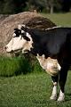 fonduri europene, pasunat, animale, World Wide Fund, Comisia Europeana fonduri europene, pasunat, animale, World Wide Fund, Comisia Europeana