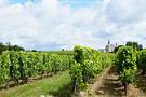 Vrancea, plantatii viticole, fonduri europene, proiecte, evaluare