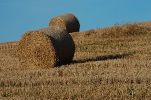 avans, plati directe, avans, hectar, FEGA, agricultura, buget, SAPS