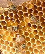 albine, apicultori