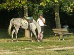 Satu Mare, cursuri de echitatie Satu Mare, cursuri de echitatie