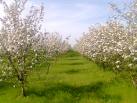 Constanta, cercetare, livezi, proiect, investitie, desertificare Constanta, cercetare, livezi, proiect, investitie, desertificare