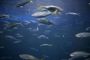 crescatorie de sturioni, fructe de mare, beneficiari, fonduri europene