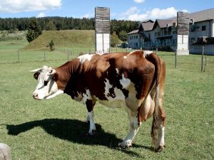 fonduri SAPARD, legea, ferme de vaci, actiuni, proprietari