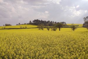 fonduri nerambursabile, APDRP