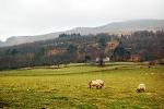 ferma