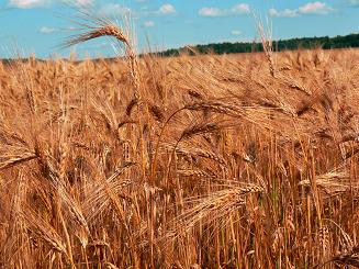 Agricover Agricover