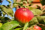 promovare produse agricole promovare produse agricole