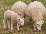crescatori de ovine / caprine