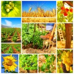management_agricol