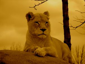 leu-frica