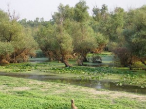 delta