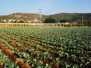 productie-agricola