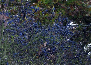 afine