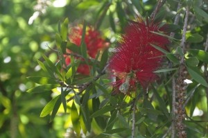 callistemon