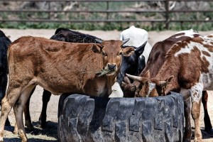 cow-419081_640