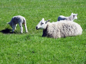 sheep-and-2-lambs