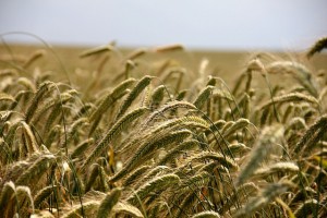 agricultura-caravana