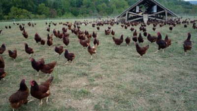 Eggmobile_and_flock_of_chickens_at_Polyface_Farm.jpg