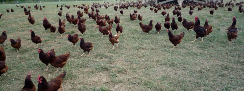 Eggmobile_and_flock_of_chickens_at_Polyface_Farm.jpg