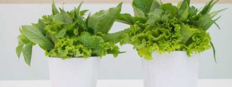 Salata-Bio-Freepik.jpg